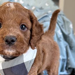Kenny - Red and white Cockapoo puppy in Roseville, California from Darby Park Doodles