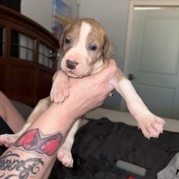 Dark blue collar - Mantle merle male Great Dane puppy in Loris, South Carolina from Days Danes