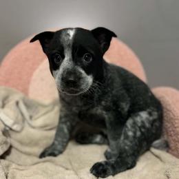 Violet - Blue speckled female Australian Cattle Dog puppy in Monterey, Tennessee from Quarter Acre Farms