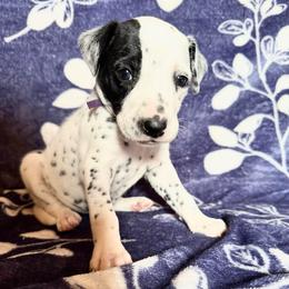 Flurry - White and black female Dalmatian puppy in Travelers Rest, South Carolina from Cotton Top