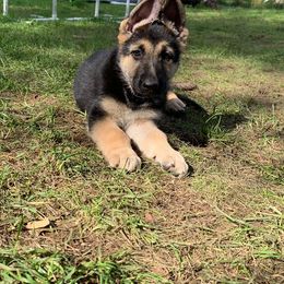 German Shepherd Puppies from JayDee's Proud K911