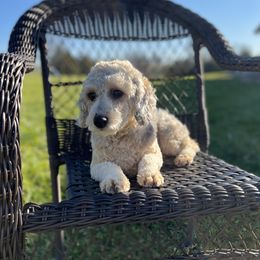 Piper - Poodle