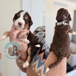 Cupid - Tri-color female Bernedoodle puppy in Marion, Ohio from Doodles & Doxies