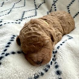 Romeo - Apricot male Goldendoodle puppy in New Britain, Connecticut from Goldendoodles Yorkiepoo Stars CT