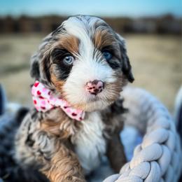 Kobe - Blue merle male Bernedoodle puppy in Rose Hill, North Carolina from Red Door Canines