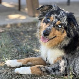 River - Miniature Australian Shepherd
