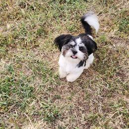 Boy 1 - Black and white male Shih Tzu puppy in Alturas, California from Duarte's Shihtzu Puppies