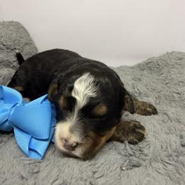 Junior - Tri-color male Bernedoodle puppy in Wytheville, Virginia from Pine Brook Pups