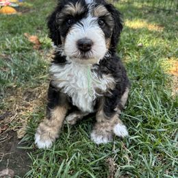 Bernedoodle Puppies from California Mountain Doodles
