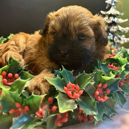 Jelly - Brown female Shihpoo puppy in Howard City, Michigan from Petite Joie Puppies