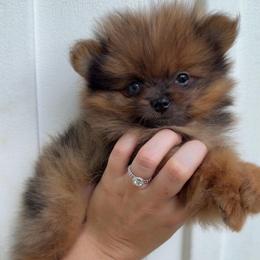 Mr. Bibi - Chocolate merle male Pomeranian puppy in Jackson, Tennessee from Little House Pomeranians