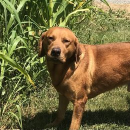 Koda - Labrador Retriever