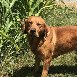 Koda - Labrador Retriever
