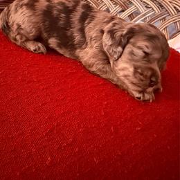 Jamaica - Merle female Cockapoo puppy in Lillington, North Carolina from Peace, Love, and Puppies at the Creek