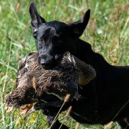 Labrador Retrievers from Hunter Mill Retrievers