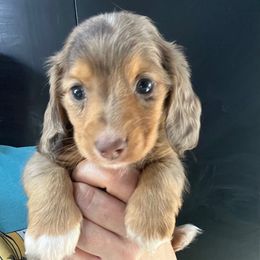 Cider - Dapple male Dachshund puppy in Bigfork, Minnesota from Dachshunds Up North
