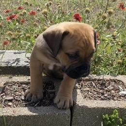 Tic Toc Croc - yellow collar boy - Tawny male Boerboel puppy in Navasota, Texas from Silverthorne Boerboels