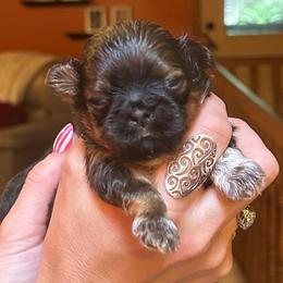 Guppy - Red and white male Shih Tzu puppy in Nekoosa, Wisconsin from Brox Acres House of Fur LLC