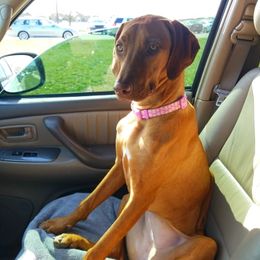 Rhodesian Ridgeback All Grown Up from Stoneridge Ridgebacks