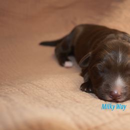 Australian Labradoodle puppies from Frosty Hill Australian Labradoodles