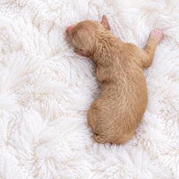 Girl 1 - Apricot female Poodle puppy in Atlanta, Georgia from ATLANTA POODLE BREEDER (AKC)