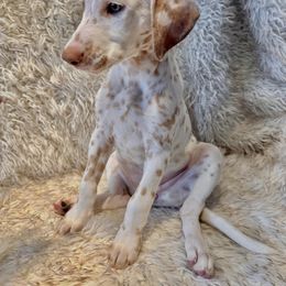 Dalmatian Puppies from City Dals