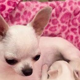 Valentina - Chihuahua