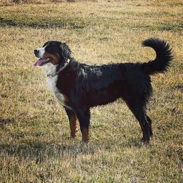 Gracie - Bernese Mountain Dog