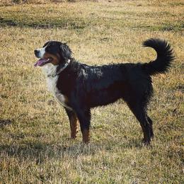 Gracie - Bernese Mountain Dog