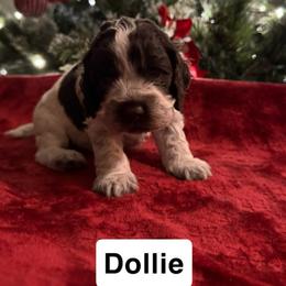 Dollie - Brown and white female Cockapoo puppy in Connersville, Indiana from MoonShine Babies