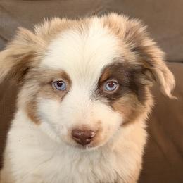 Purple - Red merle female Miniature Australian Shepherd puppy in Cedar Creek, Texas from Rowdy Ranch Tx
