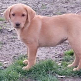 Dilute Retriever and Labrador Retriever Puppies from SmoKy Hills Labradors
