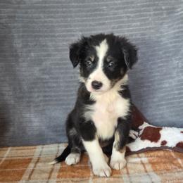 Kona - Tri-color female Border Collie puppy in Gary, Indiana from Lake Ridge Border Collies