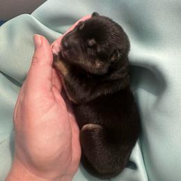 Chenay - purple collar - Black and tan female Shiba Inu puppy in Inverness, Florida from Shore Thing Shiba’s