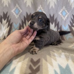Asher - Blue and cream male Dachshund puppy in Choctaw, Oklahoma from Danica’s Dachshunds