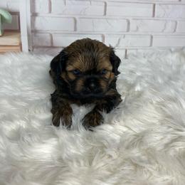 Zion - Sable male Shih Tzu puppy in Chico, California from North State Shih tzus