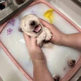 Golden Retriever Puppies from Sunshine Mountain Retrievers