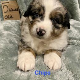 Chips - Blue merle male Australian Shepherd puppy in Wisconsin Dells, Wisconsin from Nicara kennel