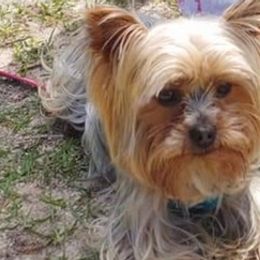 Yorkshire Terriers from Georgia’s Team of Yorkies