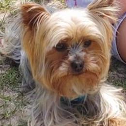 Yorkshire Terriers from Georgia’s Team of Yorkies
