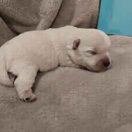 Boy 3 - White male West Highland White Terrier puppy in Macy, Indiana from Country Grove Breeding LLC