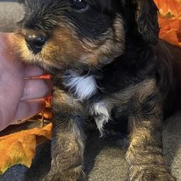 Aussiedoodles and Cavapoos from Cuddly Cavapoos