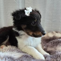 Rosey - Black white and tan female Shetland Sheepdog puppy in Wapello, Iowa from Willow Rayne shelties and more