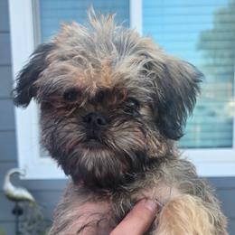 Brussels Griffon puppies from Griffs & Giggles Ranch - The Cortez Family