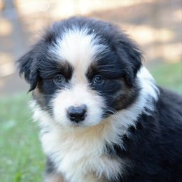 Australian Shepherd and Pyrenean Shepherd Puppies from Coolmoor