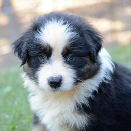 Australian Shepherd and Pyrenean Shepherd Puppies from Coolmoor