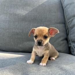 Cavi - Fawn and white female Chihuahua puppy in Alvord, Texas from Gift of Gods Favor