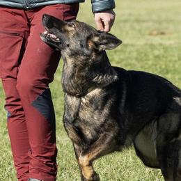 German Shepherds from Alta Concordia German Shepherds