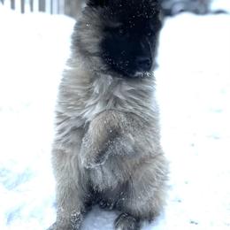 Belgian Tervuren puppies from Century Hills Farm
