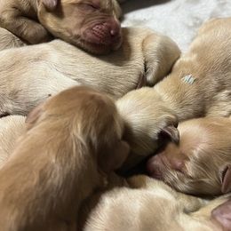Golden Retrievers from King's Golden Retrievers